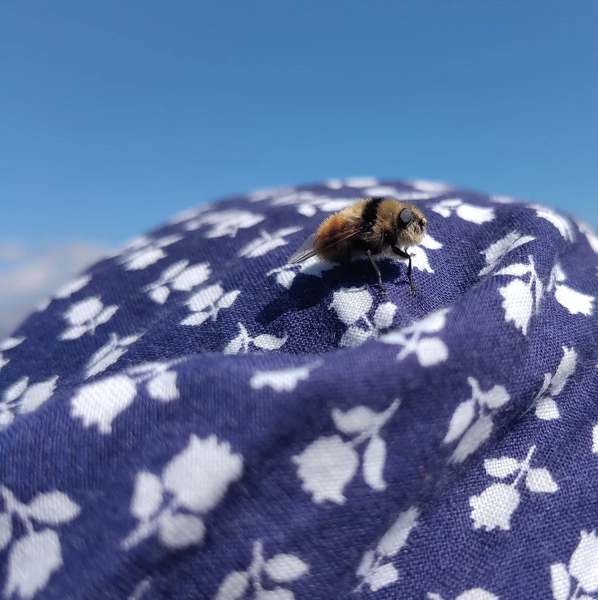 Eine Biene ruht sich auf Tims blauem Kopftuch aus.