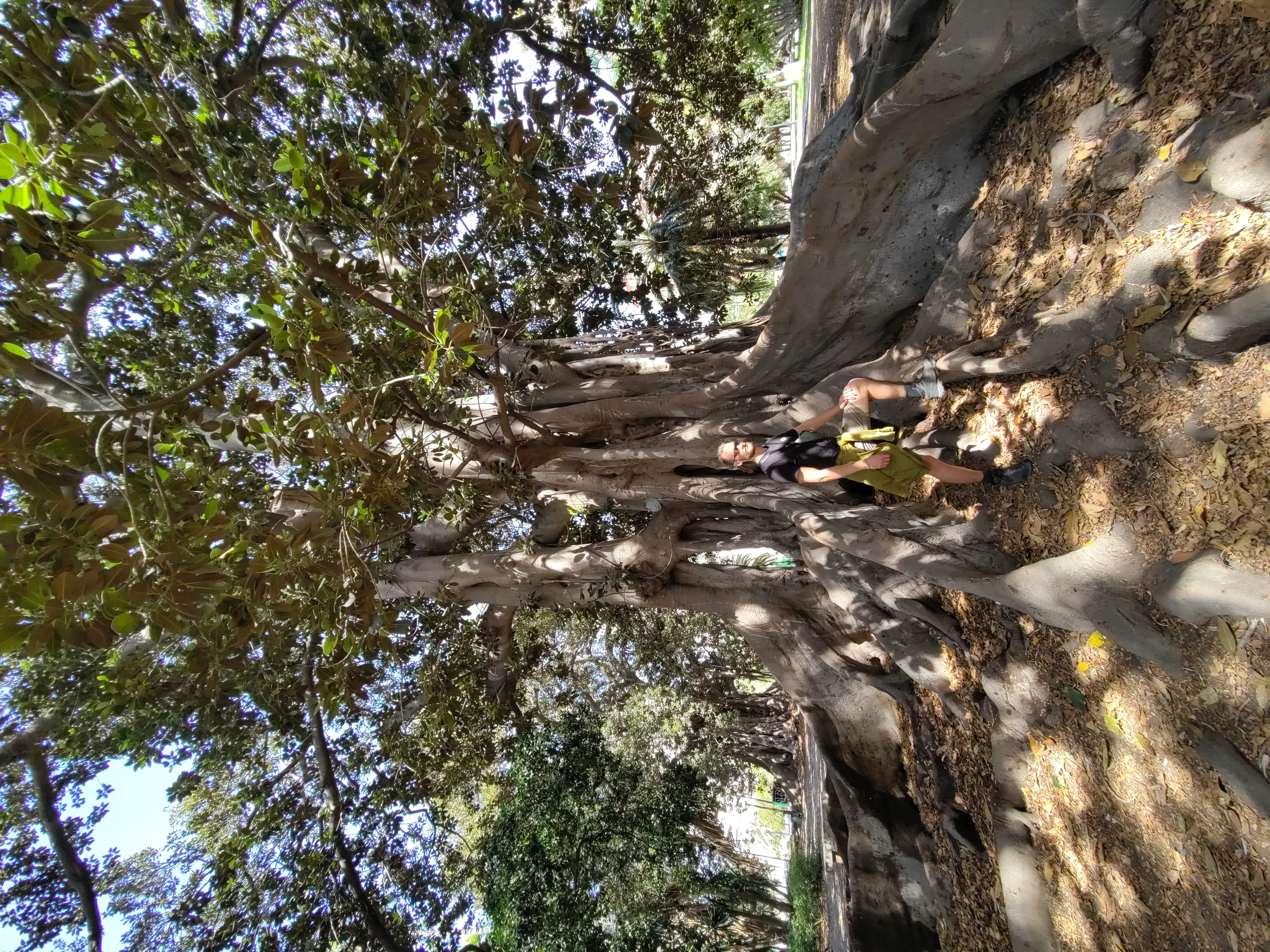Tim, vor einem großen Baum mit Brettwurzeln in Málaga.
